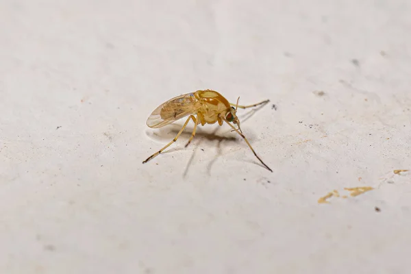 Midge Adulto Mordedor Familia Chironomidae — Foto de Stock