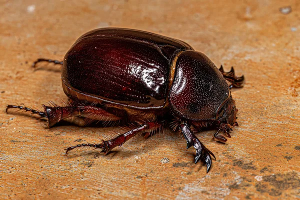 Escarabajo Rinoceronte Adulto Subfamilia Dynastinae — Foto de Stock