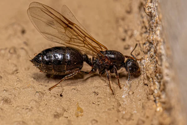 Adulto Feminino Cocktail Ant Genus Crematogaster — Fotografia de Stock