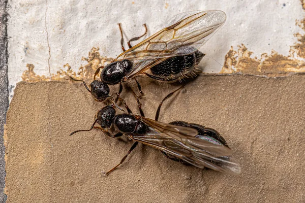 Erwachsene Weibliche Cocktail Ameise Der Gattung Crematogaster — Stockfoto