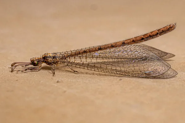 Dospělý Antiptický Hmyz Čeledi Myrmeleontidae — Stock fotografie