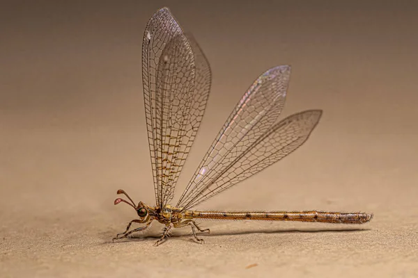 Antlion Adulte Insecte Famille Des Myrmeleontidae — Photo