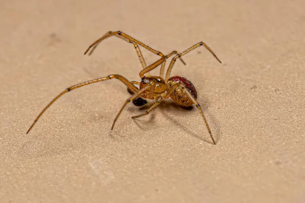Small Male Cobweb Spider Family Theridiidae — Zdjęcie stockowe