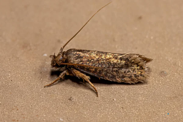 Adult Grass Tubeworm Moth Family Tineidae — 스톡 사진
