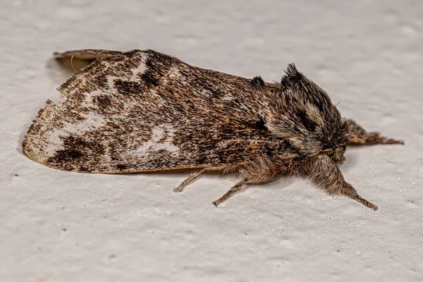 Adulto Prominente Insecto Polilla Especie Peroara Sylvestris —  Fotos de Stock