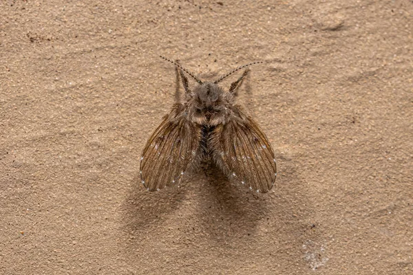 Λουτρό Ενηλίκων Moth Midge Του Είδους Clogmia Albipunctata — Φωτογραφία Αρχείου