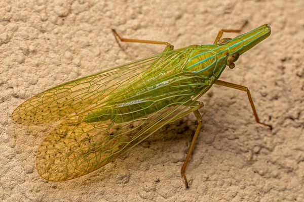 Adulto Dictyopharid Planthopper Insecto Familia Dictyopharidae Que Parece Gavial Cocodrilo — Foto de Stock