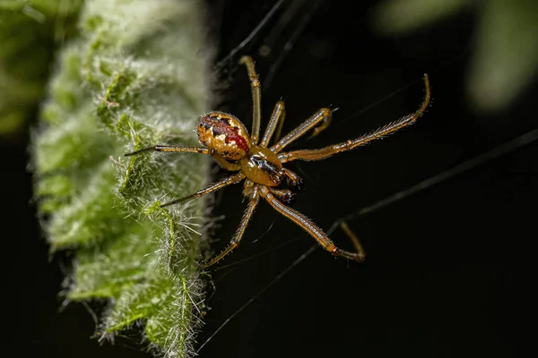 Small Male Cobweb Spider Family Theridiidae — Stockfoto