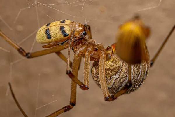 Samice Dospělá Hnědá Vdova Pavouk Druhu Latrodectus Geometricus Žijící Žlutém — Stock fotografie