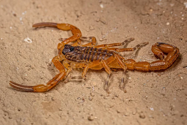 Small Female Brazilian Yellow Scorpion Species Tityus Serrulatus — Stock Photo, Image