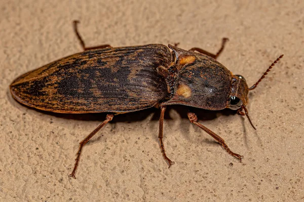 Adult Fire Click Beetle Tribe Pyrophorini — Stock Photo, Image