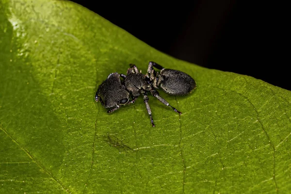 Adult Turtle Ant Species Cephalotes Borgmeieri — Foto Stock