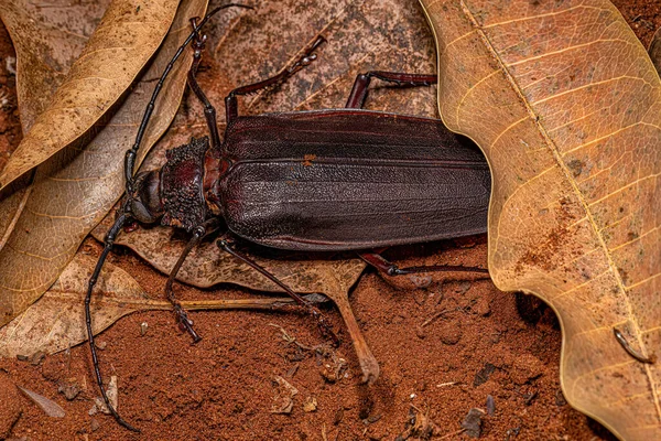 Escarabajo Priónido Gigante Adulto Especie Ctenoscelis Coeus — Foto de Stock