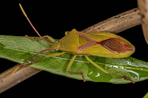 Bug Liściasty Rodzaju Savius — Zdjęcie stockowe