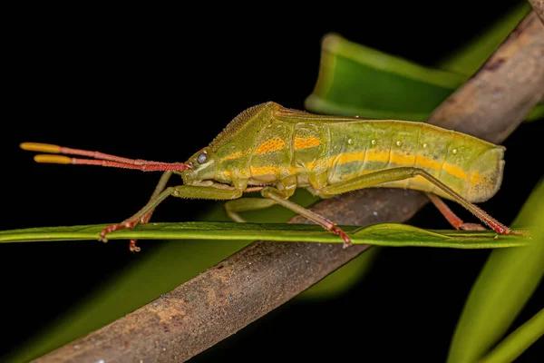 Genus Savusの成虫葉足バグ — ストック写真