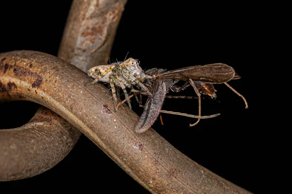 Mały Lynx Spider Gatunku Family Oxyopidae Żerujący Mrówce — Zdjęcie stockowe