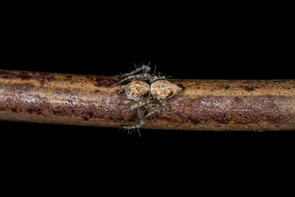 Pequeño Lince Araña Especie Familia Oxyopidae —  Fotos de Stock