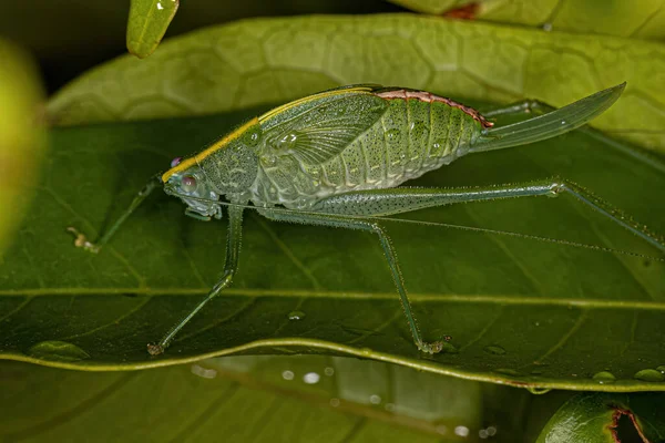 Hoja Adulto Katydid Del Género Grammadera — Foto de Stock