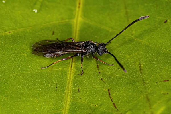 Dospělý Okřídlený Mužský Mravenec Rodu Cefalotes — Stock fotografie
