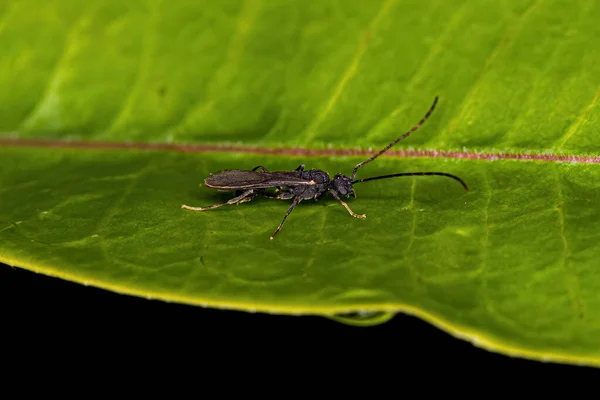 Alt Familya Myrmicinae Den Erkek Yetişkin Myrmicine Karınca — Stok fotoğraf