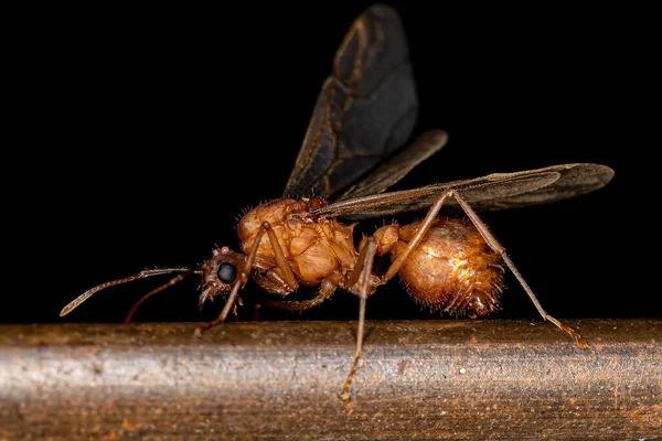 Ausgewachsene Männliche Acromyrmex Blattschneider Ameise Der Gattung Acromyrmex — Stockfoto