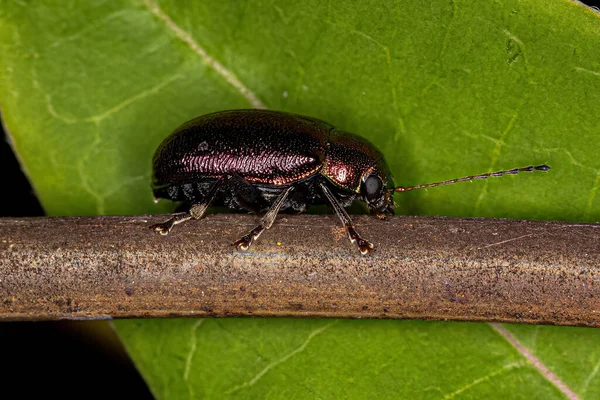 Adult Leaf Beetle Underfamiljen Eumolpinae — Stockfoto
