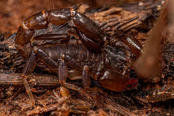 Escorpião Preto Pequeno Família Bothriuridae — Fotografia de Stock