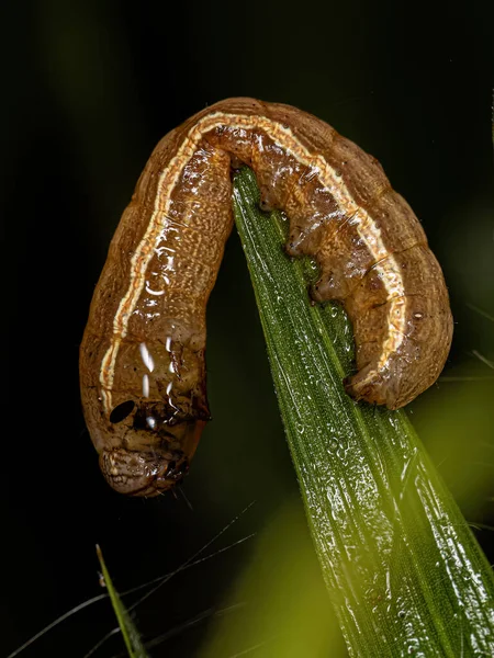 Noctuidae科的小蛾毛虫 — 图库照片