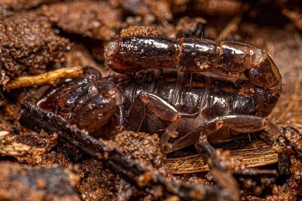 Mały Czarny Skorpion Rodziny Bothriuridae — Zdjęcie stockowe
