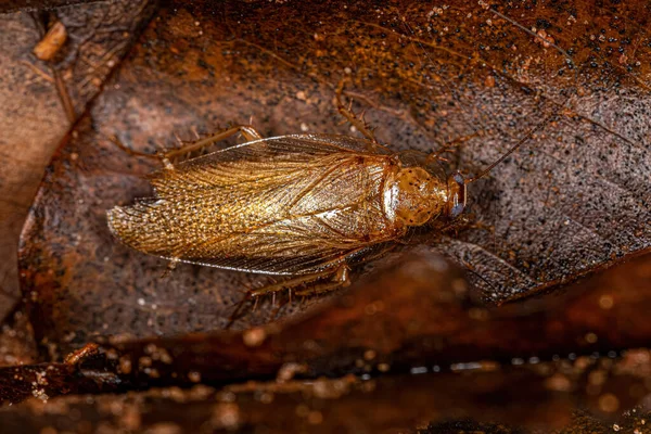 Karaluch Rodziny Ectobiidae Ectobiidae — Zdjęcie stockowe