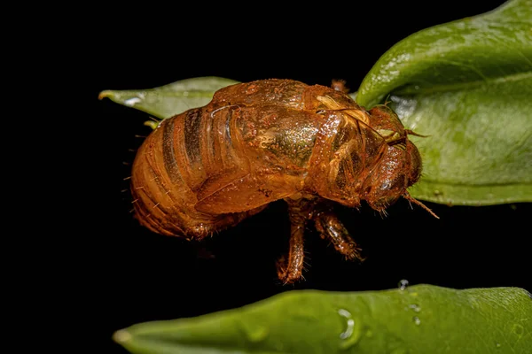 Exuvia of Typical Cicada, an exoskeleton abandoned in the process of maturation of the insect called ecdysis