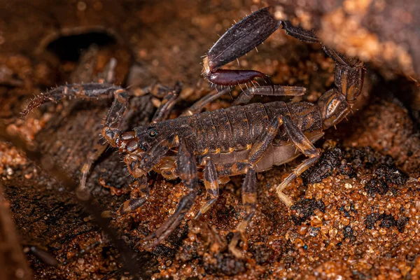 Dospělý Šípovitý Škorpión Rodu Ananteris — Stock fotografie