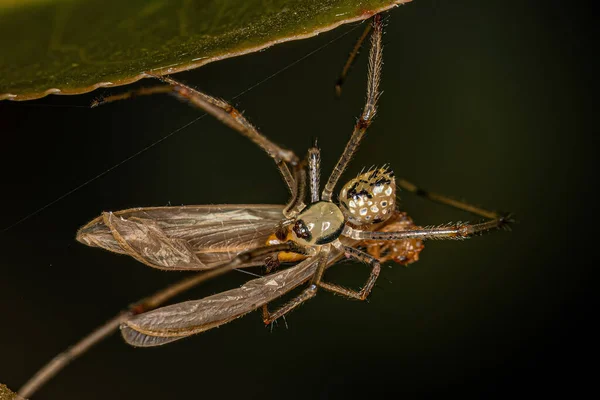 食蚁兽属的小雄性镜球蜘蛛捕食白蚁 — 图库照片