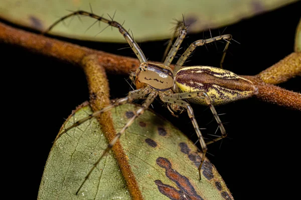 Ενηλίκων Lynx Spider Species Peucetia Rubrolineata Κυνηγώντας Ένα Έντομο — Φωτογραφία Αρχείου
