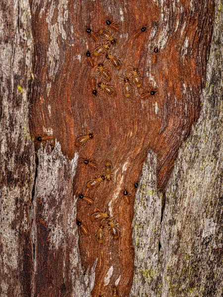 Dospělí Nosní Termiti Rodu Nasutitermes — Stock fotografie