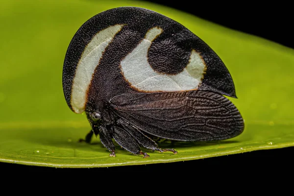 Ενηλίκων Black White Treehopper Του Είδους Membracis Foliatafasciata — Φωτογραφία Αρχείου