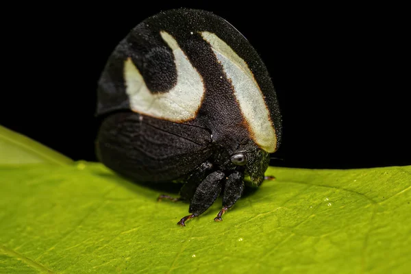 Vuxna Svartvita Treehopper Arten Membracis Foliatafasciata — Stockfoto
