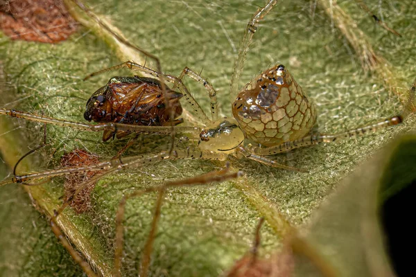 Thveyesia Cinsinden Küçük Ayna Topu Örümcek Bir Böceği Avlıyor — Stok fotoğraf