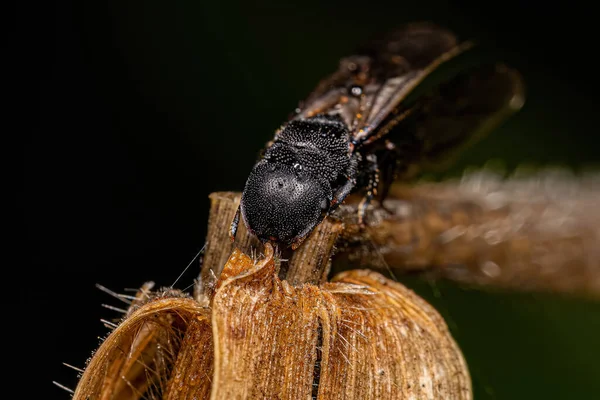 Hormiga Tortuga Reina Negra Adulta Del Género Cephalotes — Foto de Stock