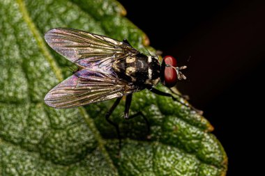 Superfamily Muscoidea 'nın Yetişkin Sivrisineği