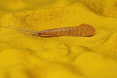 Yetişkin Caddisfly Böceği Nektopsyche cinsi