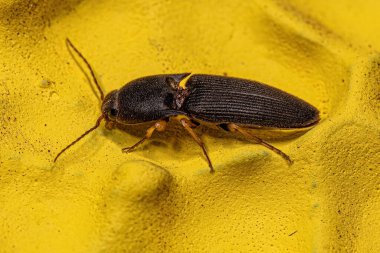 Elateridae ailesinin Yetişkin Tıklama Böceği