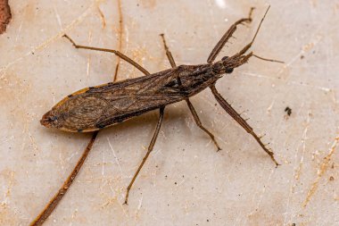 Altfamilya Stenopodainae 'den Yetişkin Suikastçi Böceği