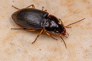 Carabidae ailesinin Yetişkin Yer Böceği