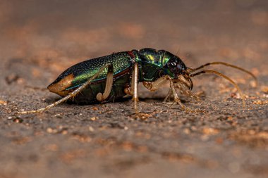 Adult Metallic Tiger Beetle of the Genus Tetracha clipart