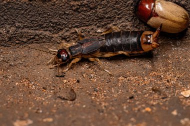 Labiduridae ailesinin Yetişkin Sahil Kulaklığı