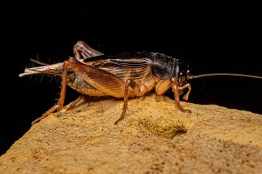 Gryllinae Altfamilyasından Yetişkin Alanı Kriketi