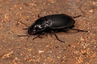 Carabidae ailesinin Yetişkin Yer Böceği