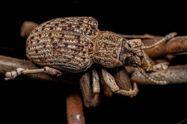 Cydianerus Latruncularius Türünün Yetişkin Beyaz Geniş Burunlu Buğday Böceği — Stok fotoğraf