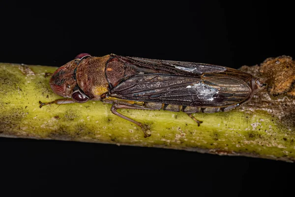 Adulto Leafhopper Típico Tribo Proconiini — Fotografia de Stock
